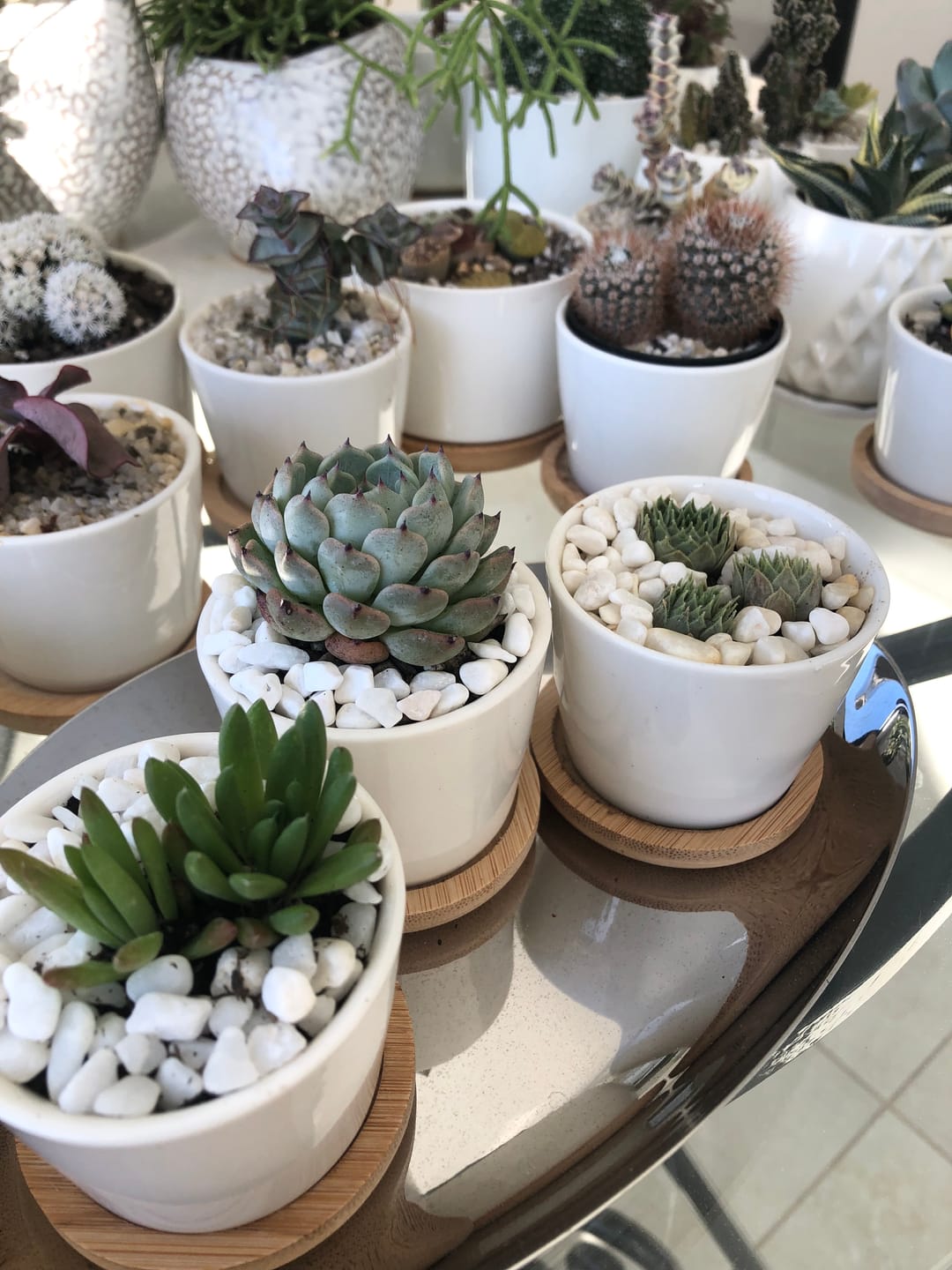 Customer photo review of Echeveria 'Sarahime Botan'