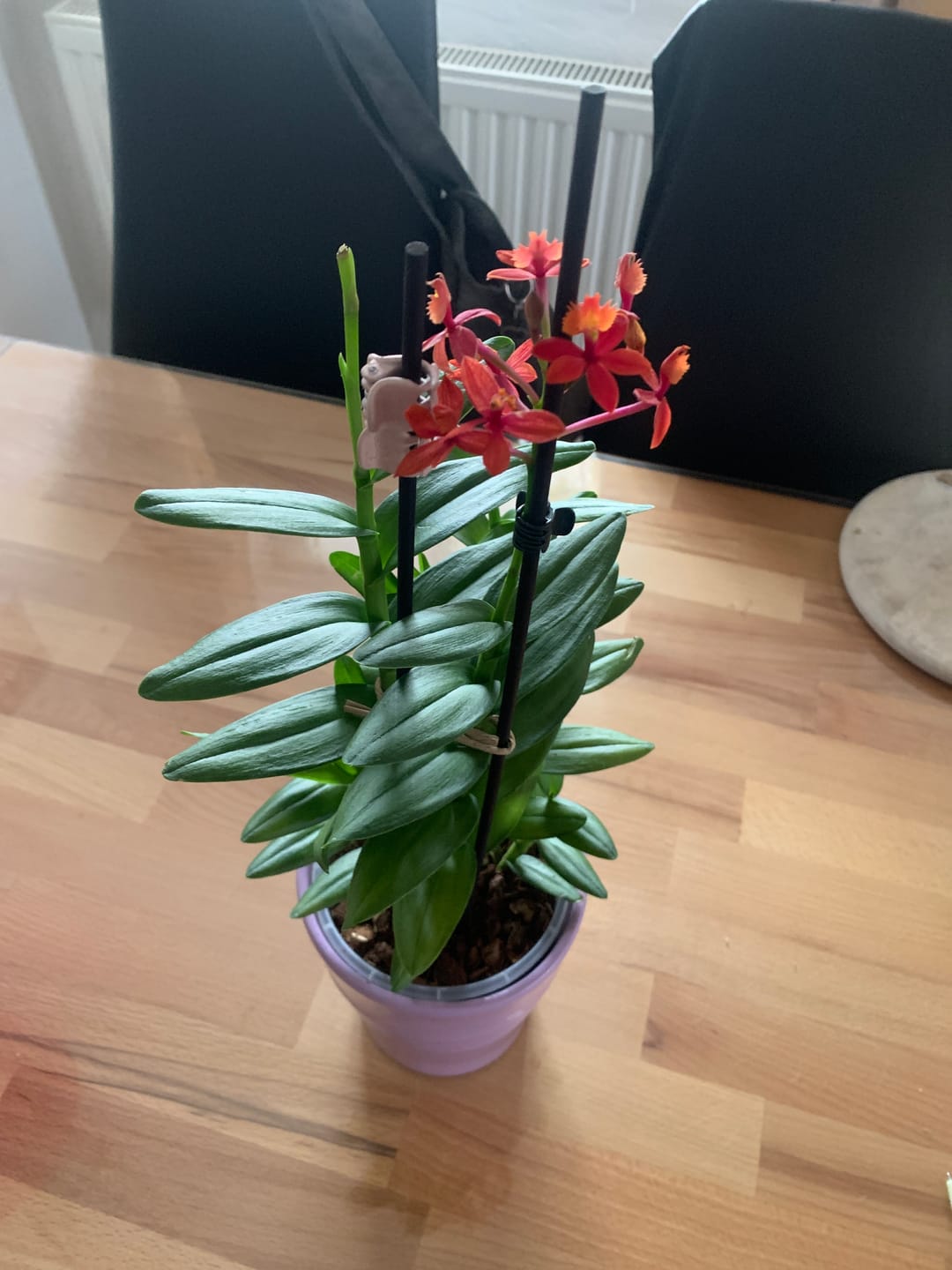 Customer photo review of Epidendrum Nordic Fire Dauerblüher mit orange-roten Blüten und 2+ Rispen
