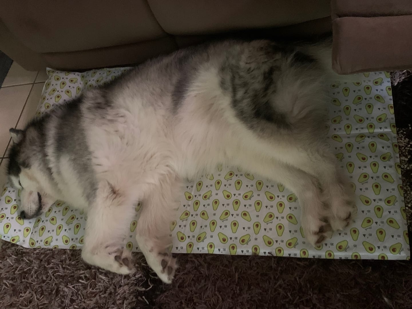 Customer photo review of PaWz Dog Summer Cooling Mat
