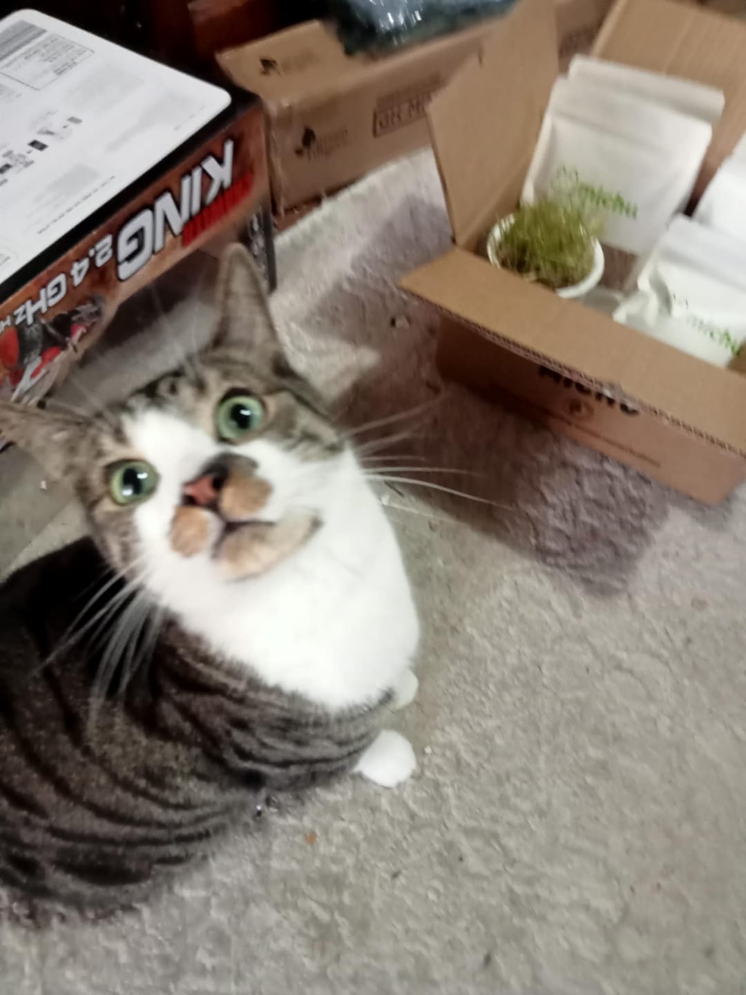 Customer photo review of Michu Cat Grass Seed Replacement Pack - The Ultimate Solution for Lush and Healthy Cat Grass Growth in Australia