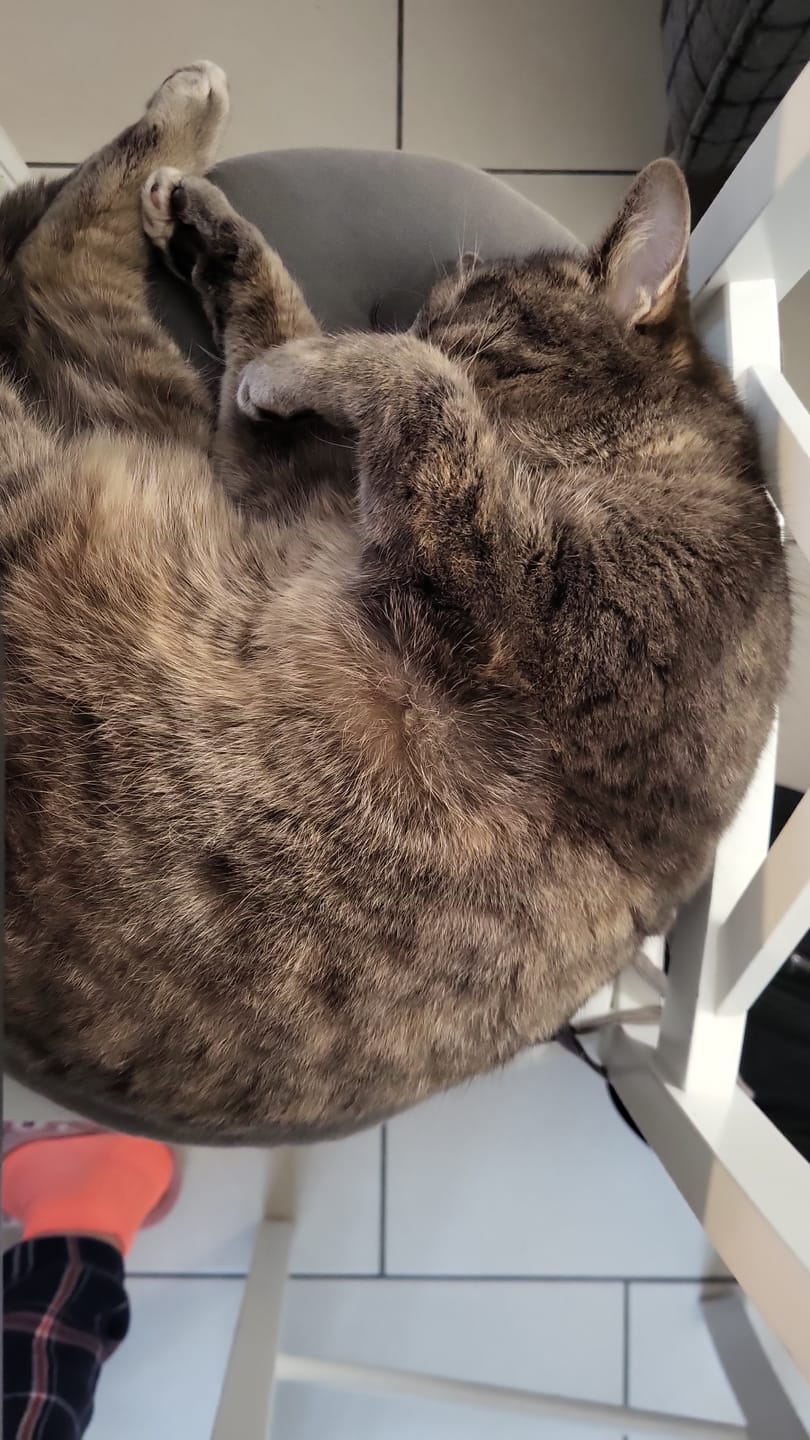 Customer photo review of Pâtées riches en thon& aux courgettes (chat stérilisé et chat adulte)