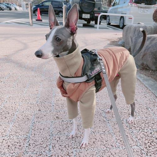 Customer photo review of FunFunPet 高機能ハーネス（お名前タグ作成サービス付き）