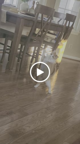 Customer video review of Interactive Bird Simulation Cat Toy Set