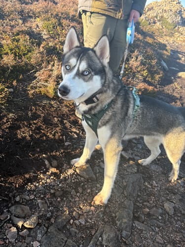 undefined review of Tough Trails™ Harness - Walkies Ready® Forest Green image 1 out of 1