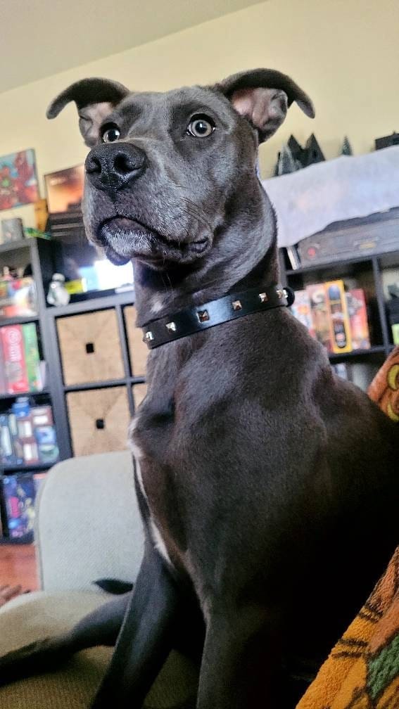 Customer photo review of Rockstar Pet Collar