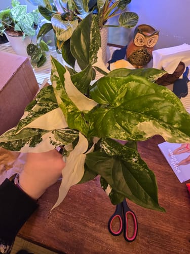 Customer photo review of Variegated Syngonium