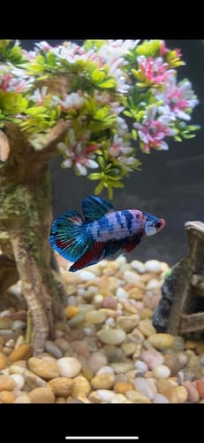 Customer photo review of Multicolor Plakat Male Betta Fish |Show Grade|  You Pick Fish