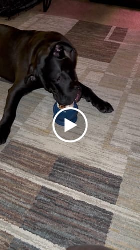 Customer video review of Freezball - Durable Fillable Dog Chew Bone