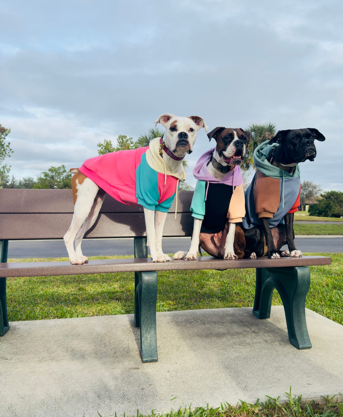Customer photo review of Jelly Bean Dog Hoodie