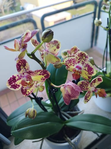 Customer photo review of Große Two of Us Strawberry Cake mit gelb-rot gefleckten Blüten und 4 Rispen