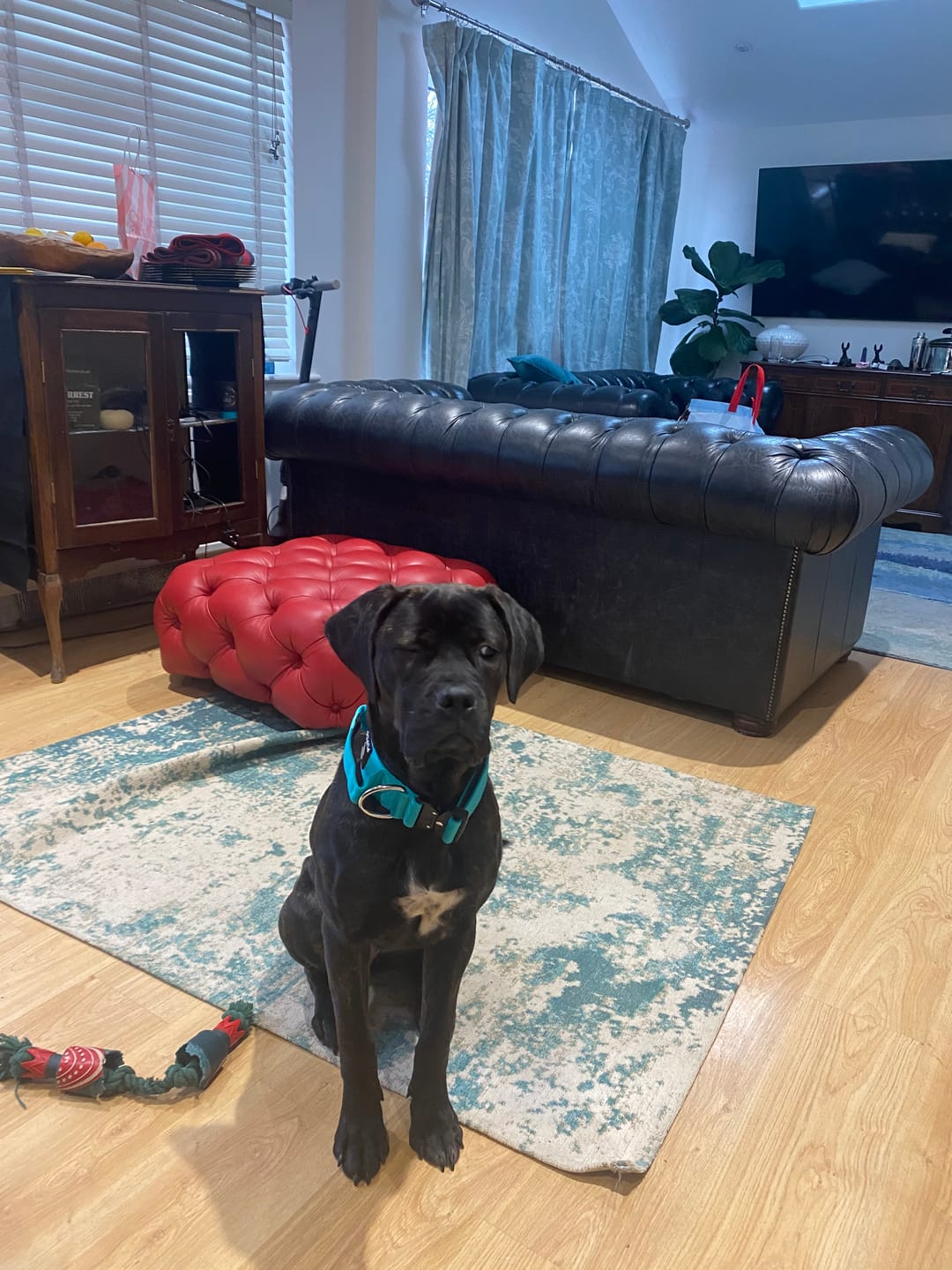 Customer photo review of Performance collar with handle 5CM - Turqouise