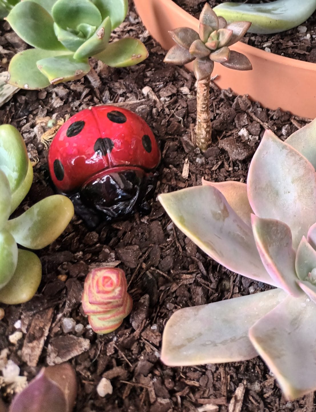 Customer photo review of Crassula Baby's Necklace - Cuttings x 3