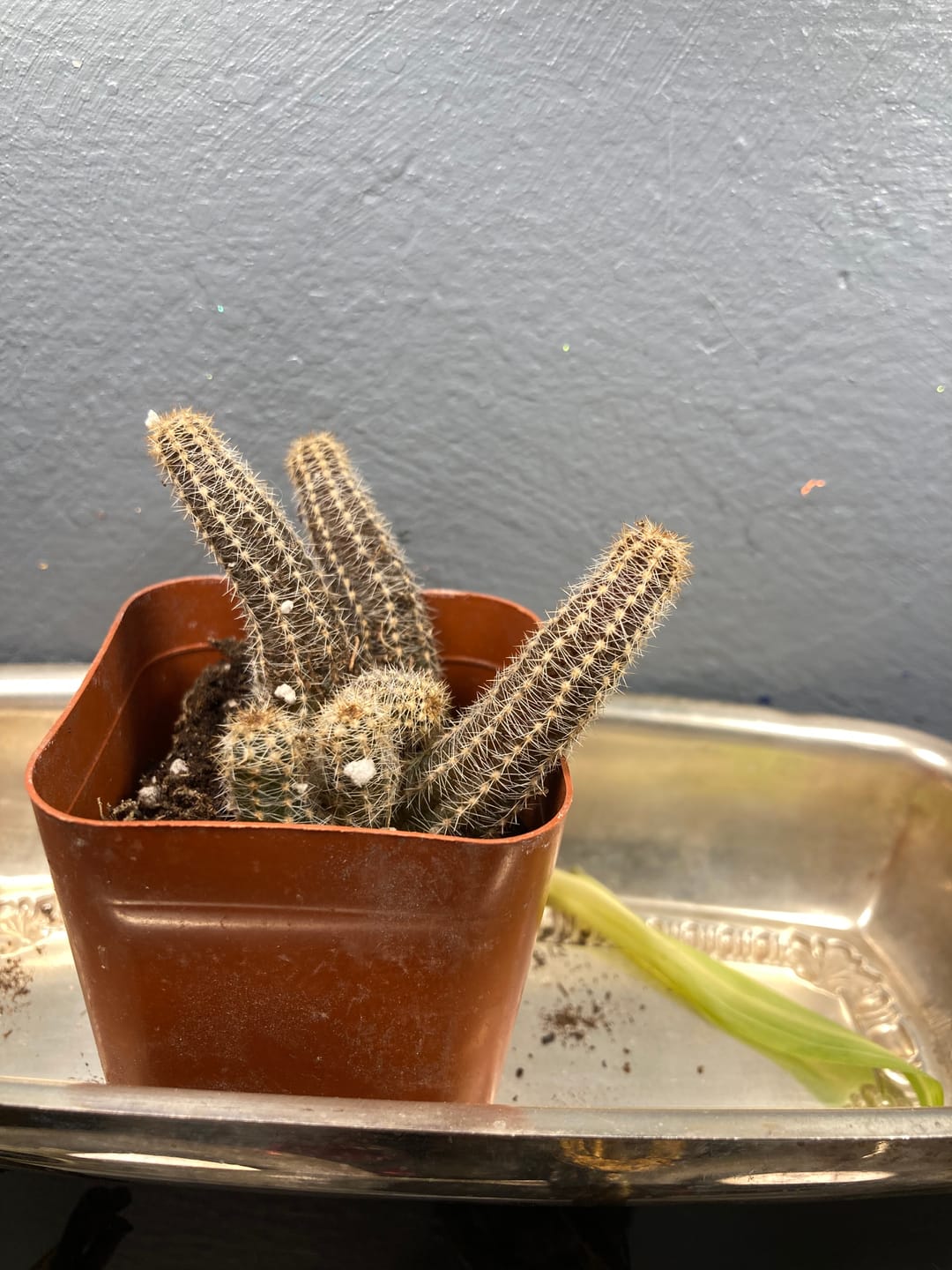 Customer photo review of Echinopsis Chamaecereus - Peanut Cactus