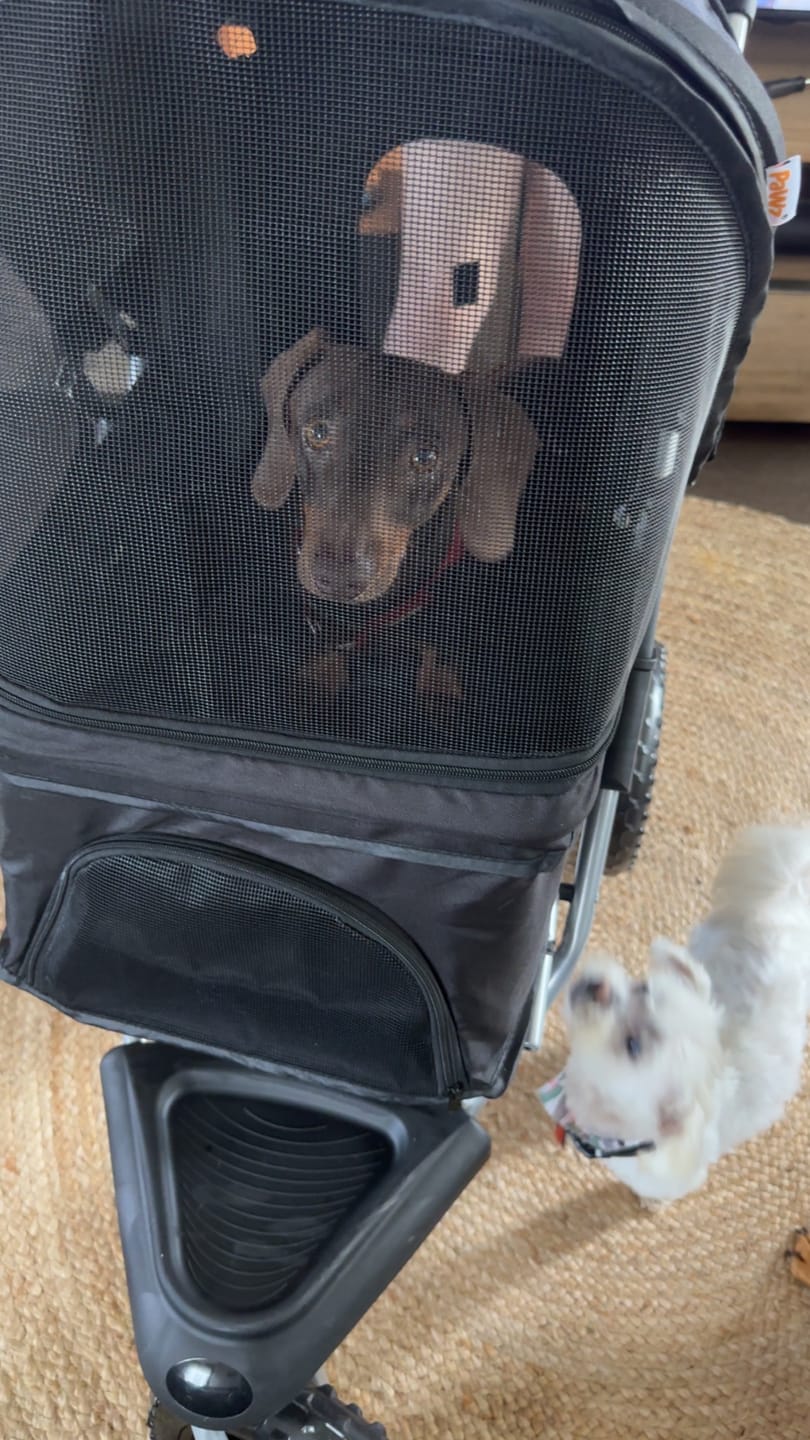 Customer photo review of PaWz Pet Dog Stroller Pram - Black