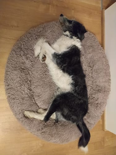 Customer photo review of Puppery Hundebett Wolke 7 - Das Original