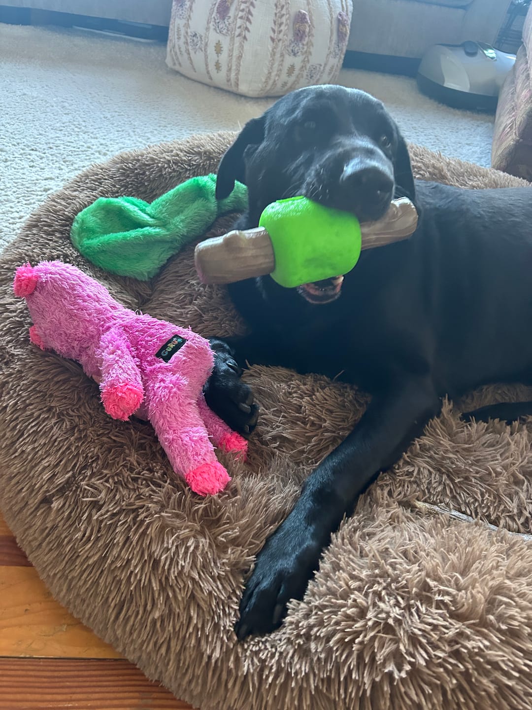 Customer photo review of Spin & Treat Stick