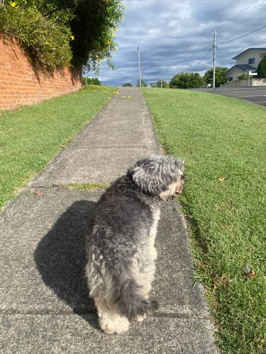Customer photo review of CDB Pet