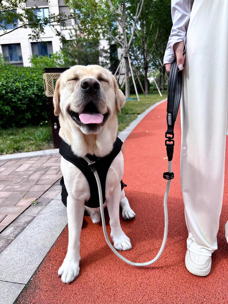 Customer photo review of BOBO One-piece Leash With Leather Handle