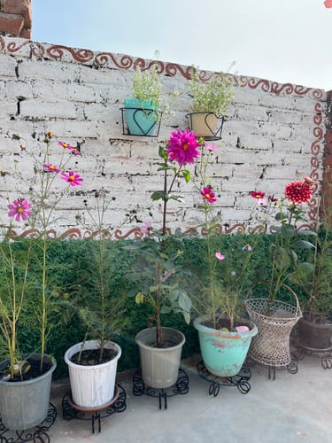 Customer photo review of United Crafts Lilly Stands for Planters/Elegant Home & Garden Décor
