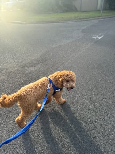 Customer photo review of Walk Essentials