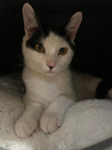 Customer photo review of 1 Month Supply – 1 Cat