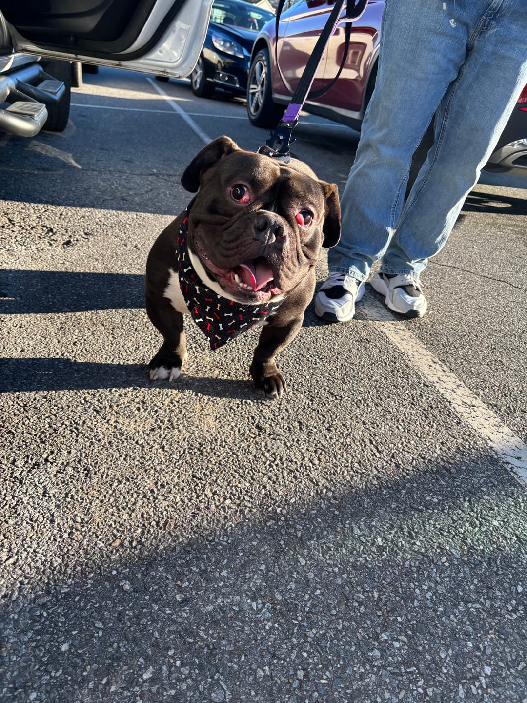Customer photo review of Matching Purple 6' Bully Proof Leash