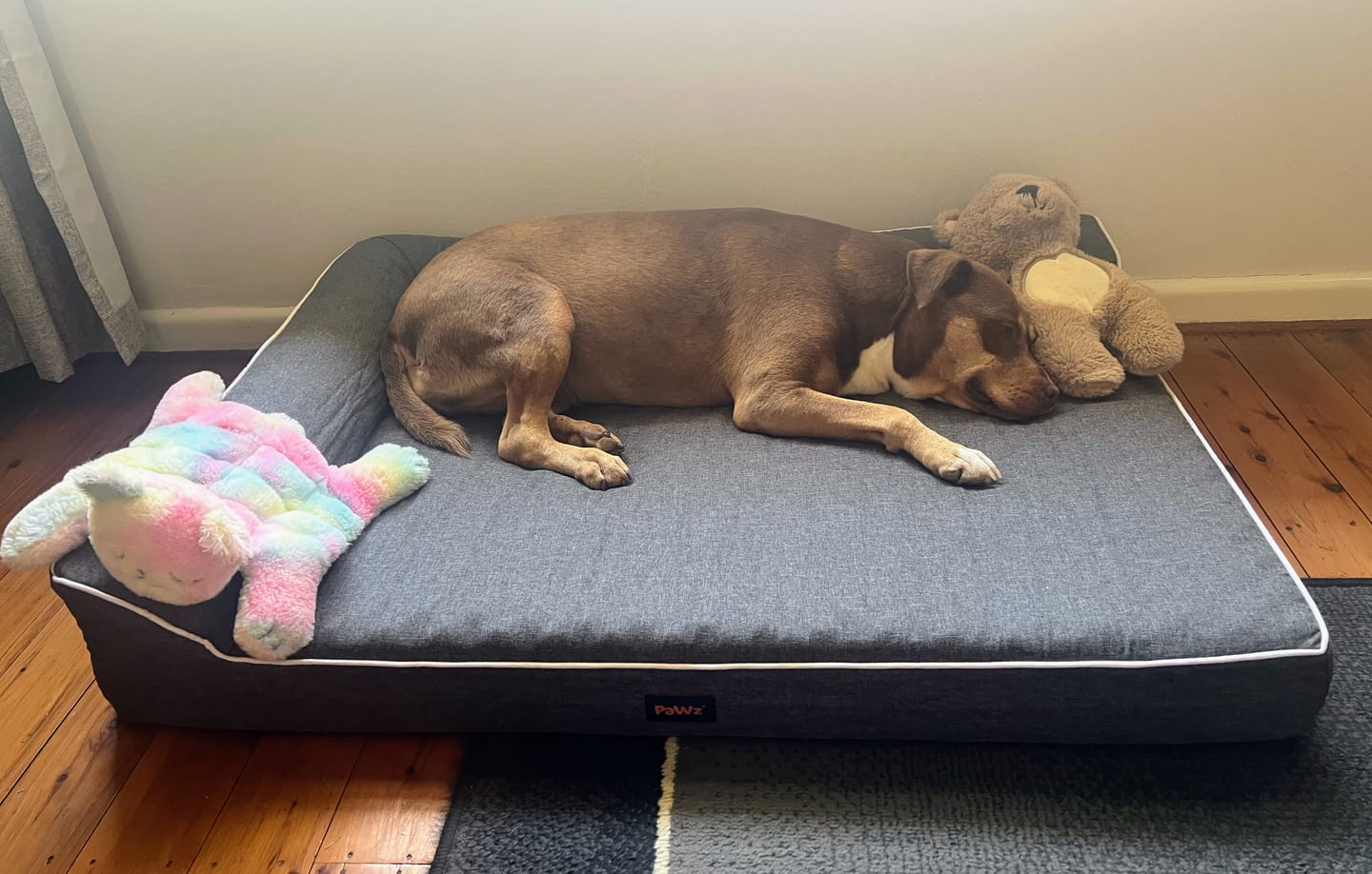 Customer photo review of Pawz Orthopedic Pet Bed Memory Foam With Cooling Gel
