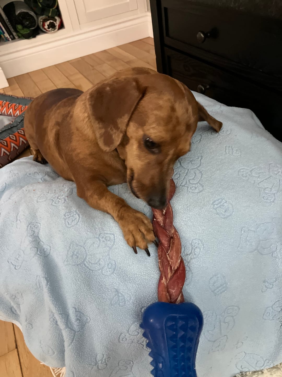 Customer photo review of 12 Inch Standard Braided Bully Stick