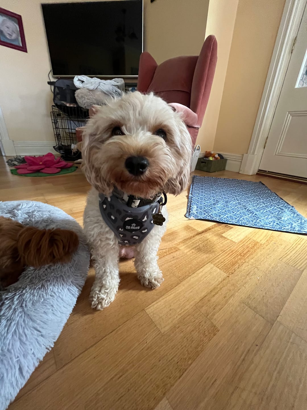 Customer photo review of Flynn Dog Harness