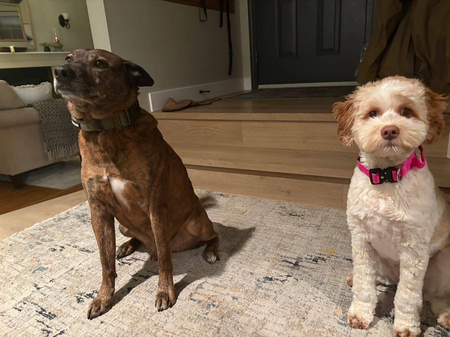 Customer photo review of 2.5cm Combat® Collar | With Handle & Rated Clip - Magenta