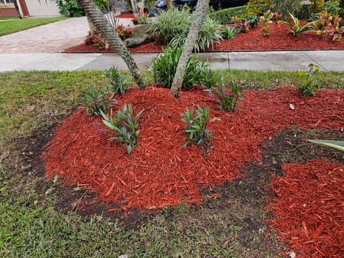 Customer photo review of Hibiscus 'Seminole Pink'