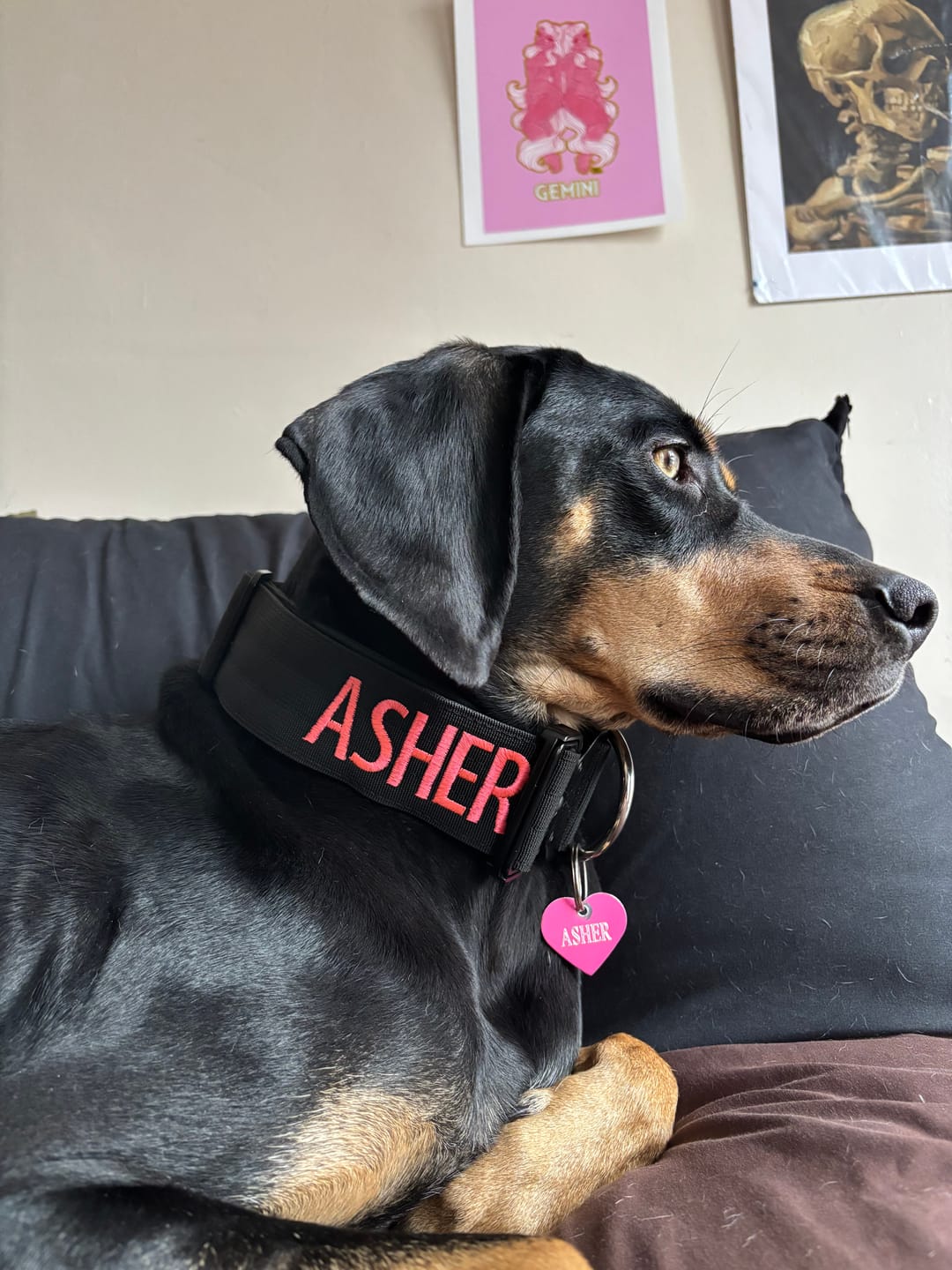 Customer photo review of 2" Tactik Dog Collar - Black