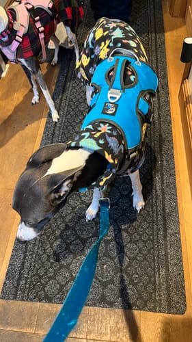 Customer photo review of Sighthound Escape Proof Harness