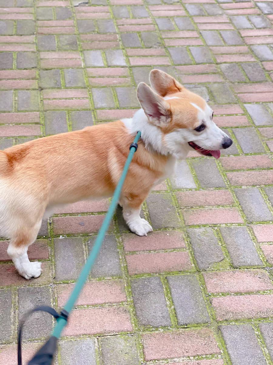 Customer photo review of BOBO One-piece Leash With Leather Handle