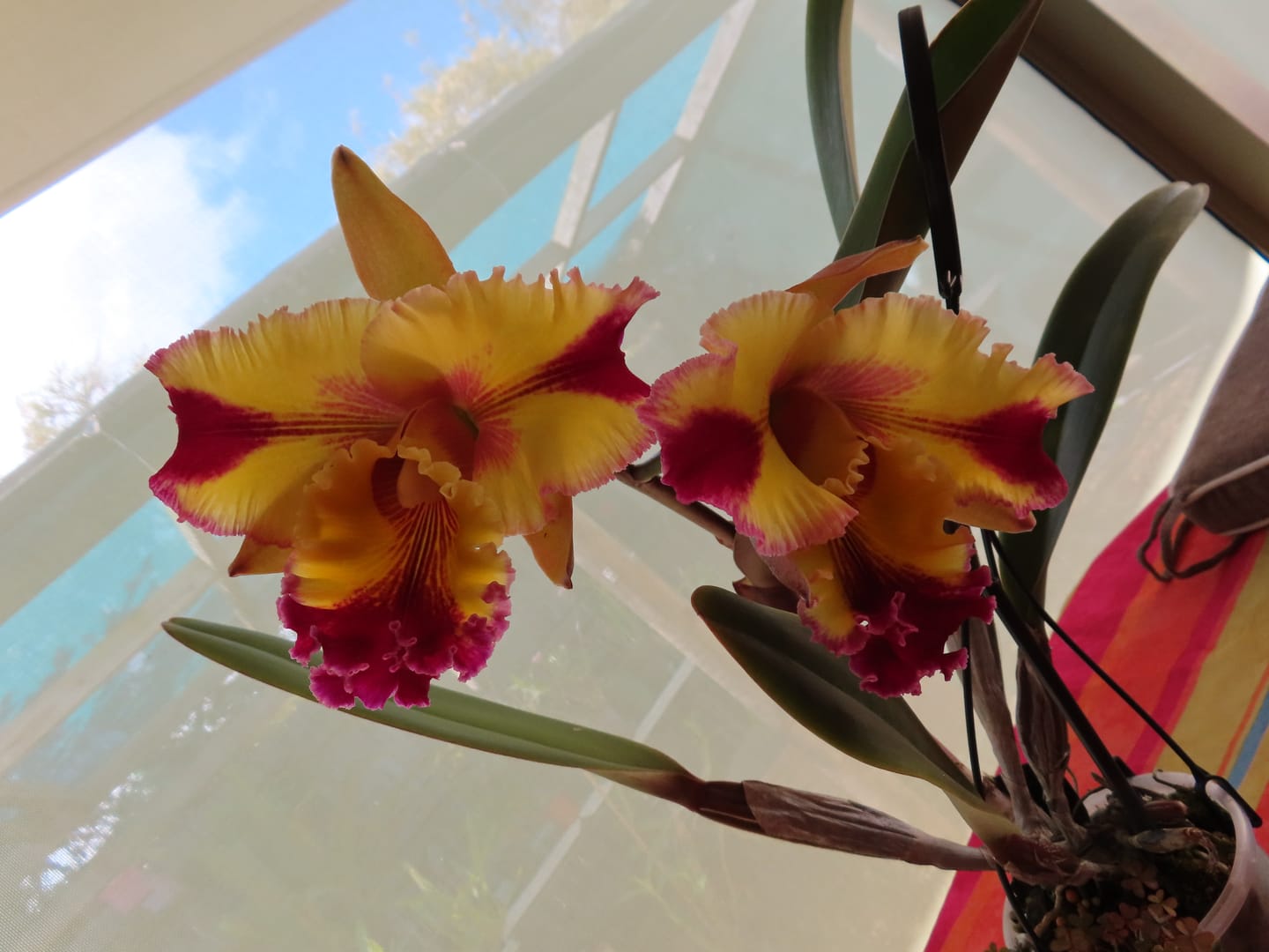 Customer photo review of Cattleya Orchid - Orchidaceae