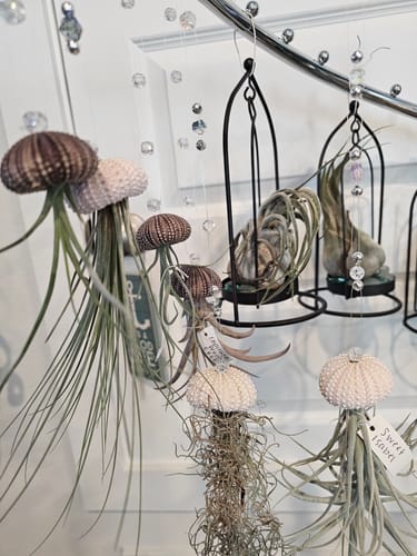 Customer photo review of Hanging Urchin Air Plant Jellyfish