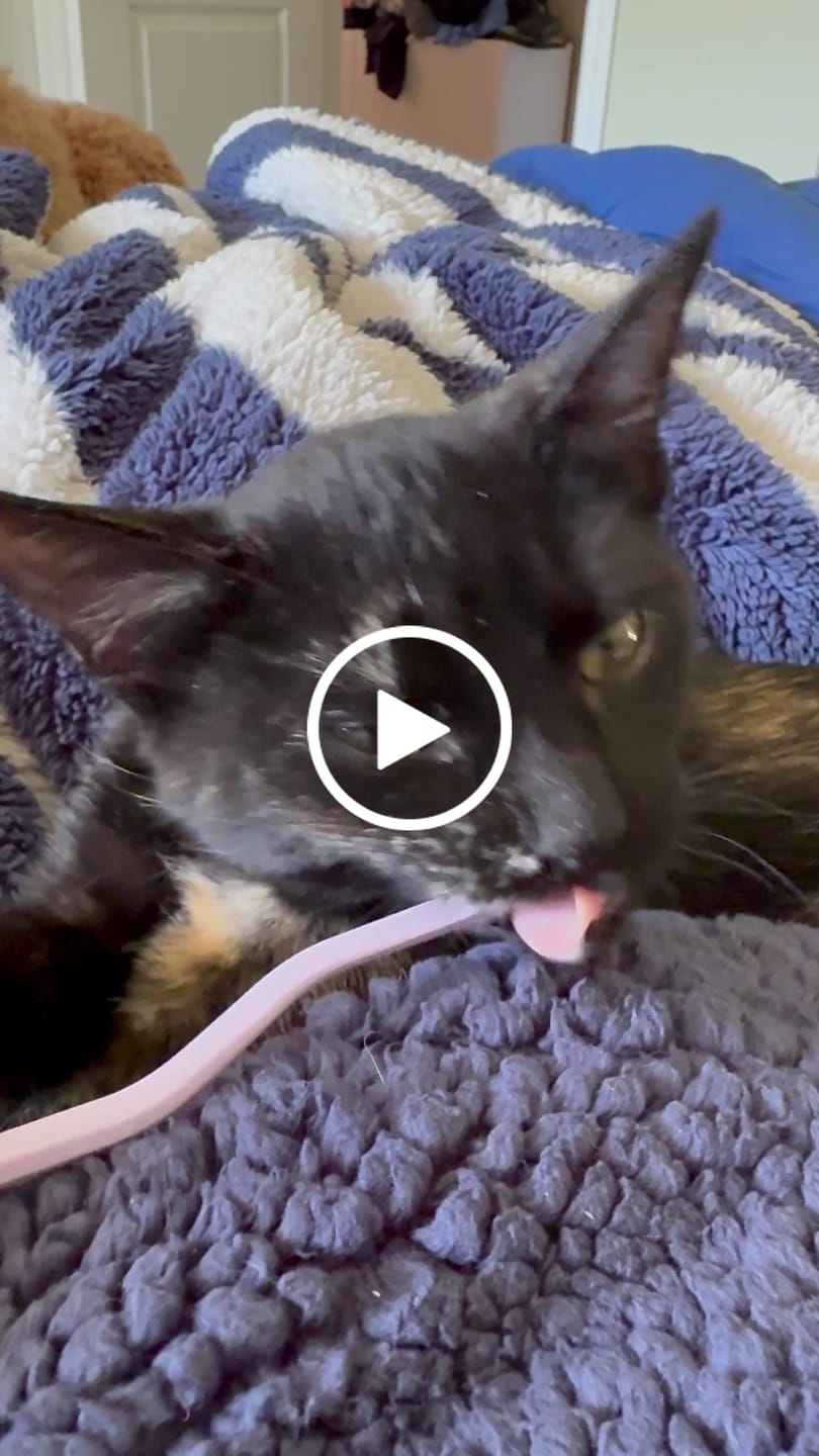 Customer video review of RYERCAT Dual Sided Cat Toothbrush (Canada)