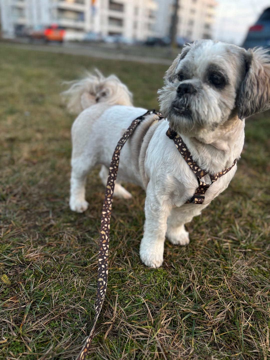 Customer photo review of Smycz miejska "Brownie Terrazzo" - czarne okucia