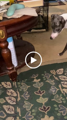 Celeste M. review of SPEEDY TAIL 2.0 image 1 out of 1