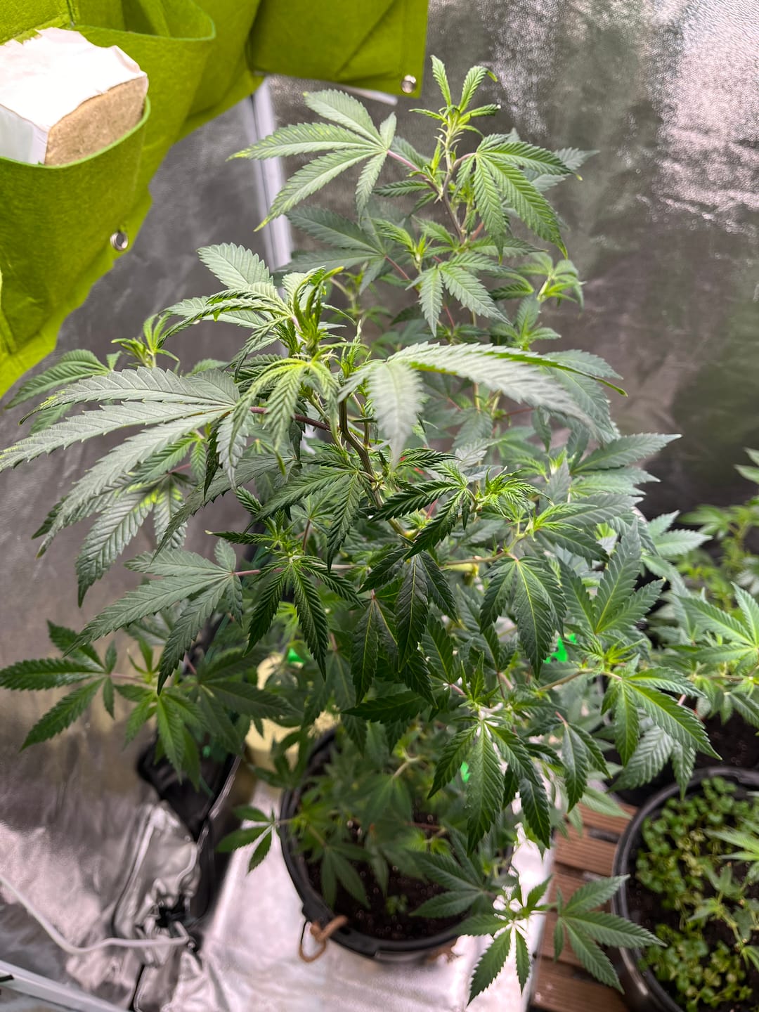 Customer photo review of Hanfstecklinge | Chocolate Haze Sativa