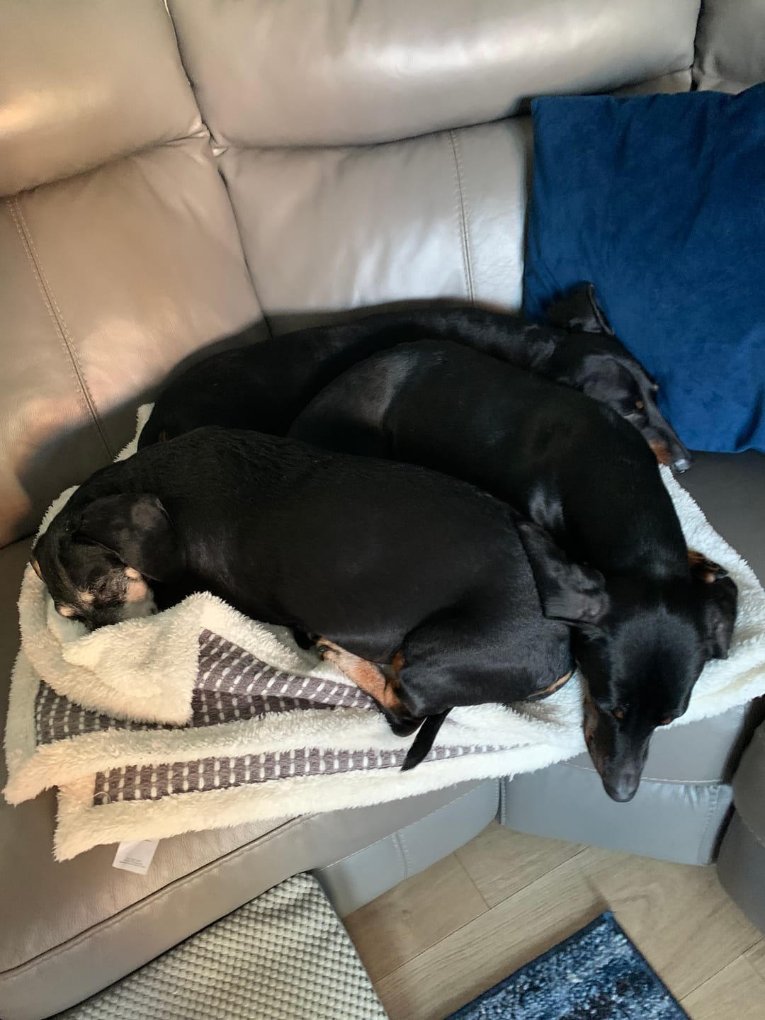 Customer photo review of Calm & Relaxed Training Treats