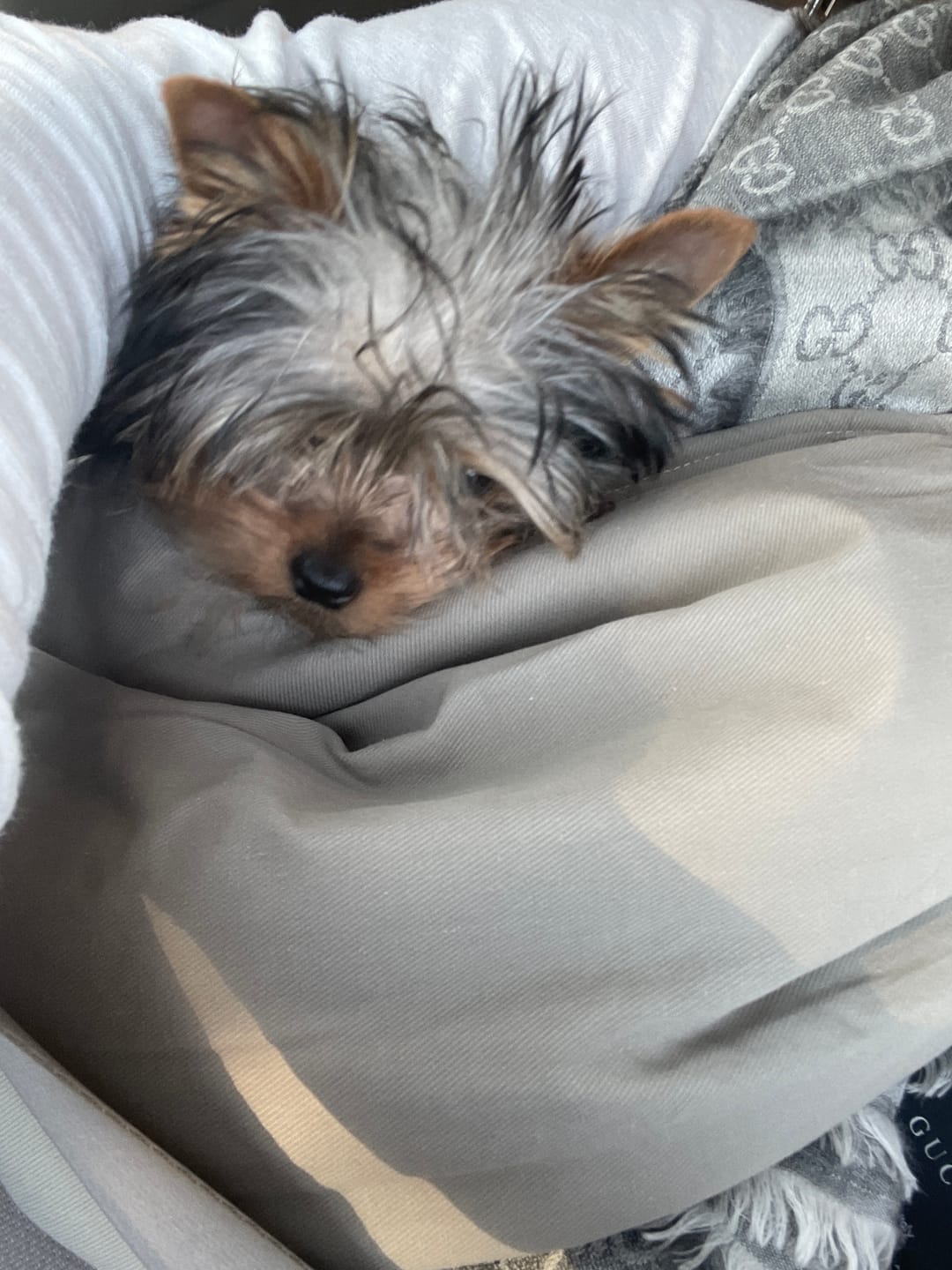Customer photo review of Portable Pet Sling Carrier Bag With Pocket