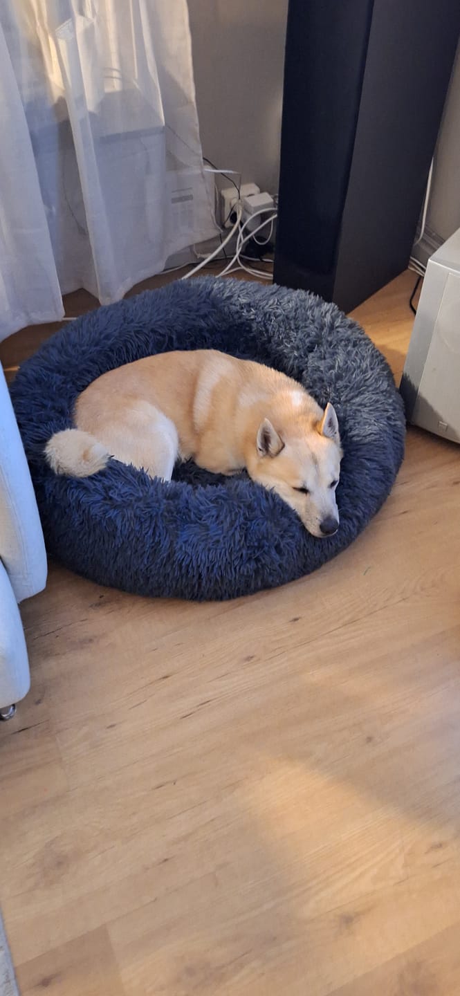 Customer photo review of CalmBed - Pälsfritt Överdrag