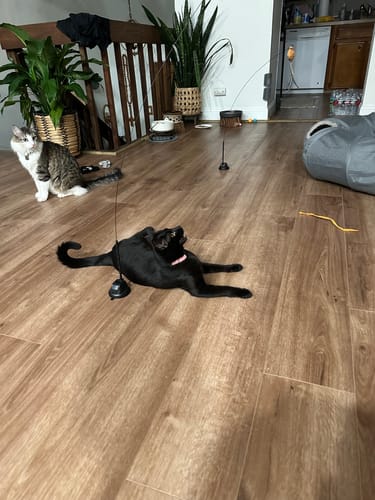 Customer photo review of Interactive Bird Simulation Cat Toy Set