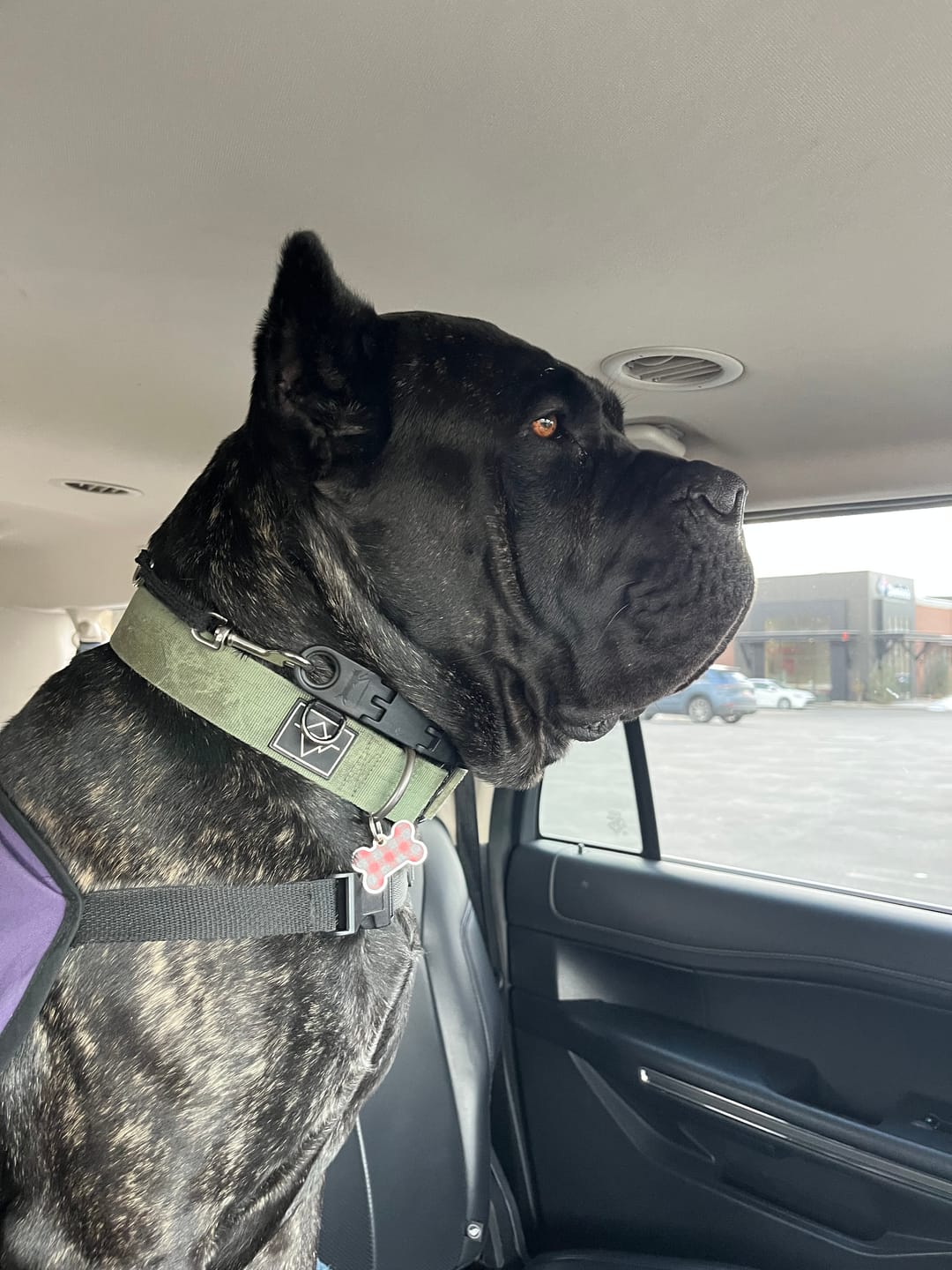 Customer photo review of 2.5" ProGuard Tactical Collar