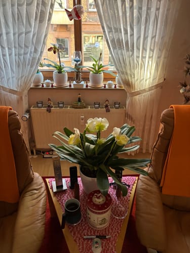 Customer photo review of Frauenschuh Paphiopedilum White Lady mit weißer Blüte und 4 Rispen