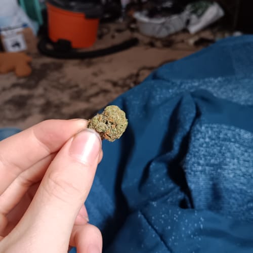 Customer photo review of 44% Papaya Power THCa Flower 7g Hybrid AAA Indoor
