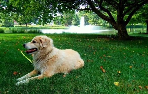 Customer photo review of Canine Cush Hip & Joint Chews