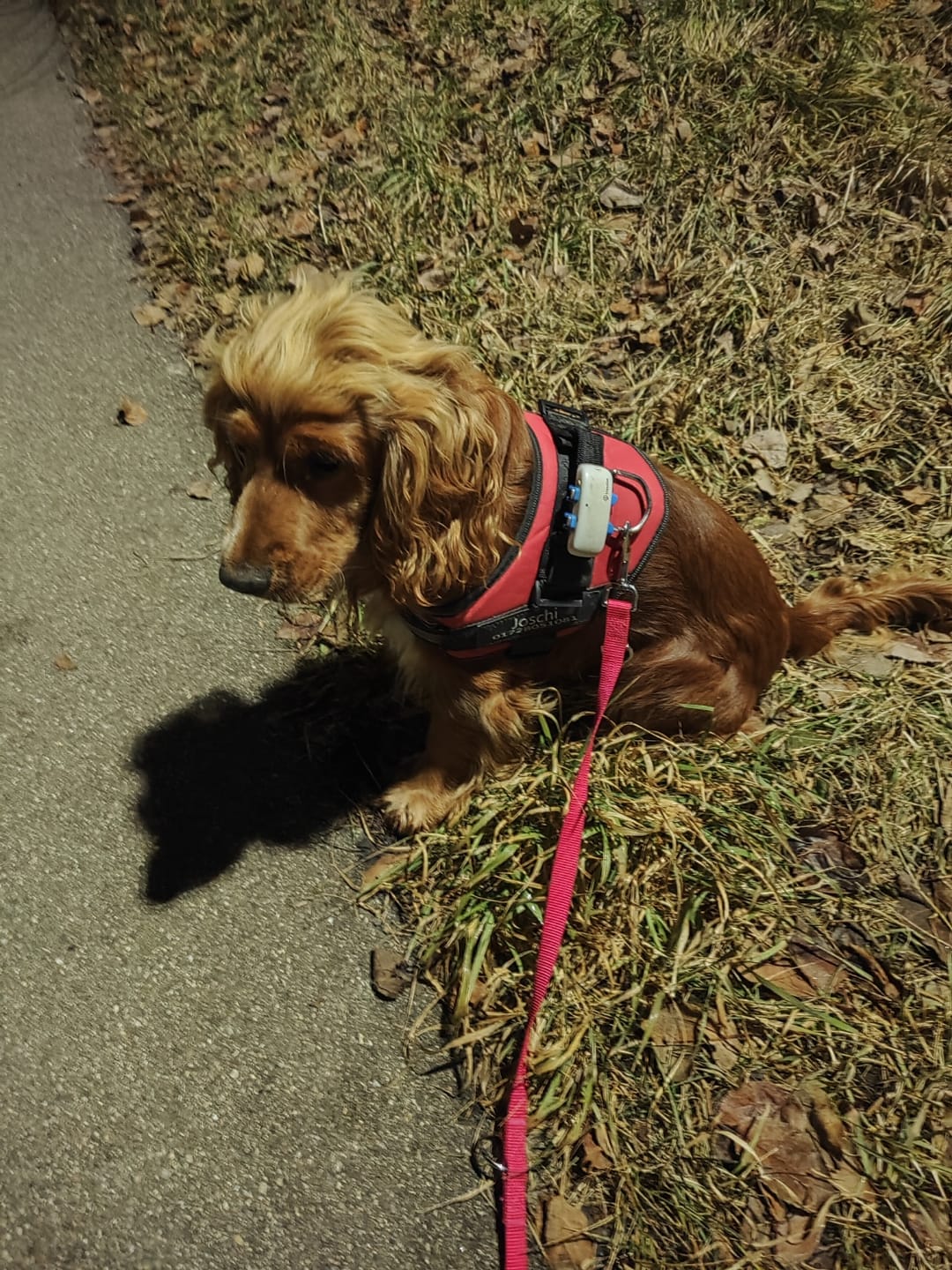 Customer photo review of Puppery™ Personalisiertes Anti-Zug Hundegeschirr