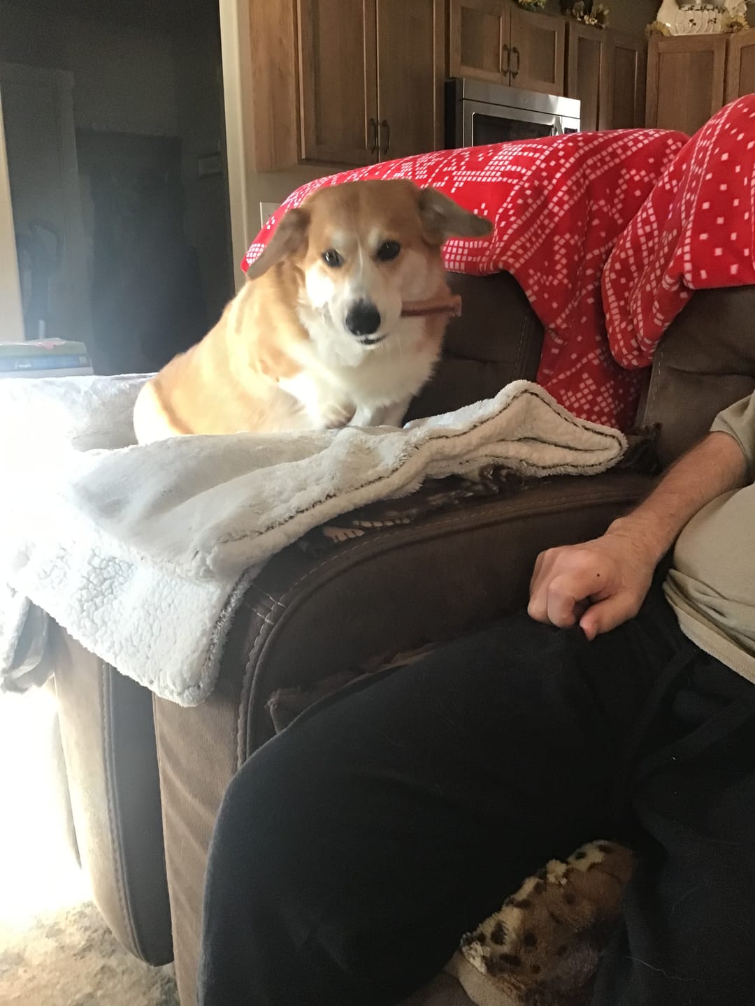 Customer photo review of Select Bully Sticks - 6 Inch